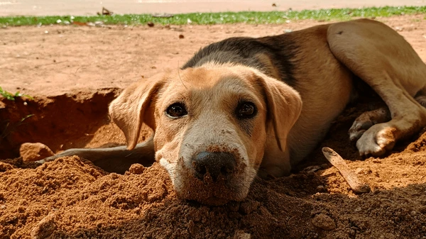 Adopt, Don't Shop: Pet Adoption and Animal Welfare Campaign